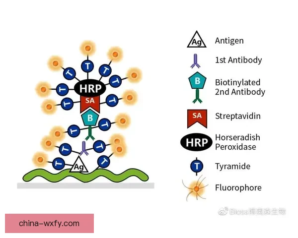 以5vs为核心的全新对抗策略解析与实战应用指南深度研究方法